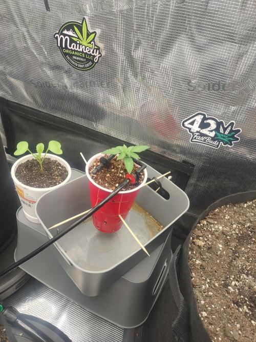 Coco Coir Training: ChocoLope Auto. Week 2