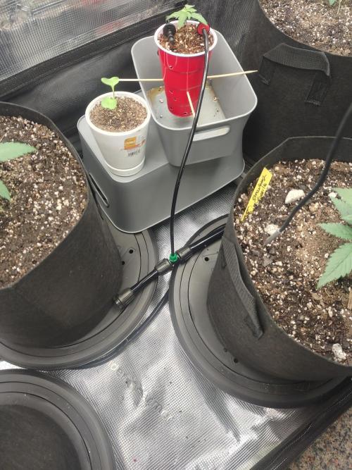 Coco Coir Training: ChocoLope Auto. Week 2