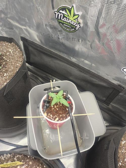 Coco Coir Training: ChocoLope Auto. Week 2