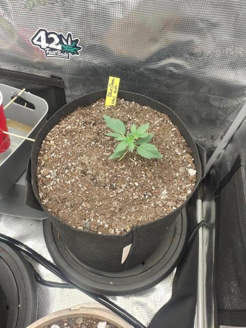 Autos In living Soil. Week 3 - 12/16
Blue cheese auto