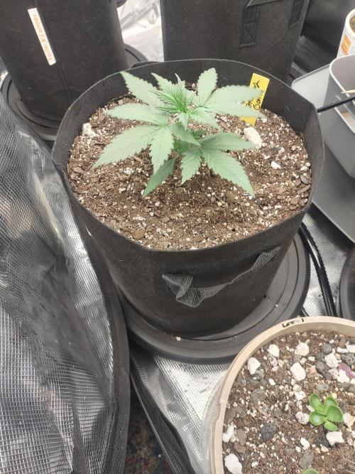 Autos In living Soil. Week 3 - 12/16
Strawberry 🦍