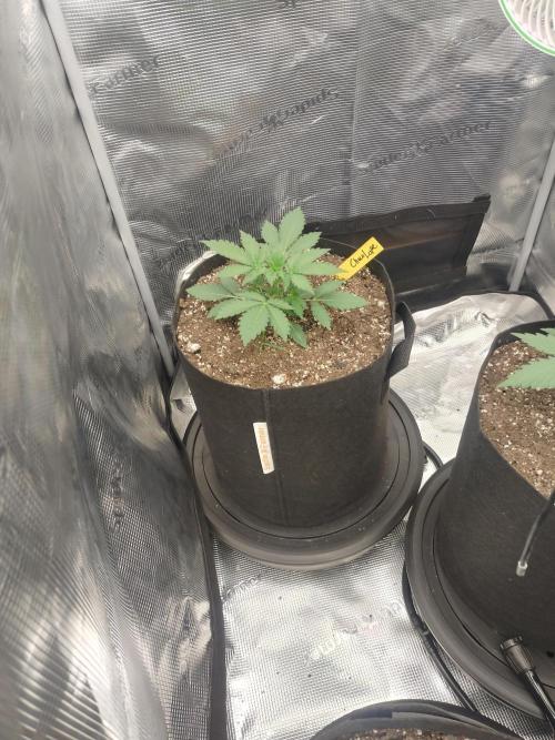 Autos In living Soil. Week 3 - 12/16
Chocolope 