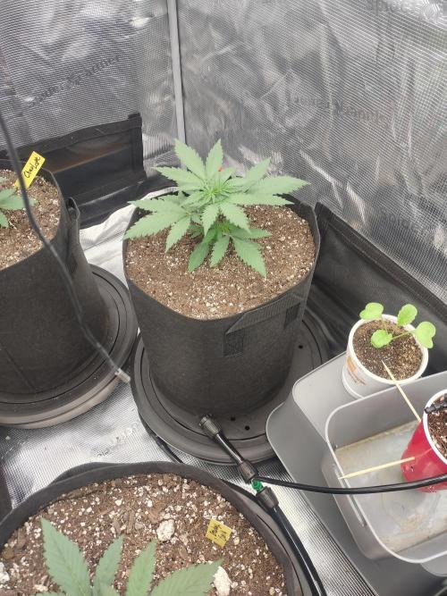 Autos In living Soil. Week 3 - 12/16
Godberry Auto. The strongest one. 