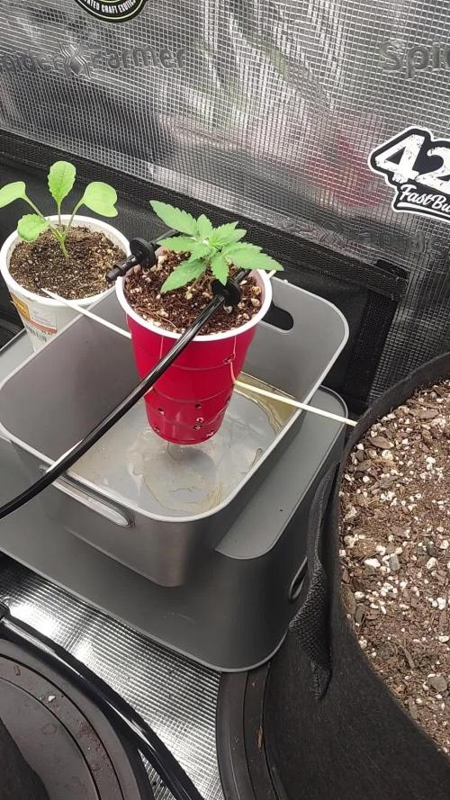 Coco Coir Training: ChocoLope Auto