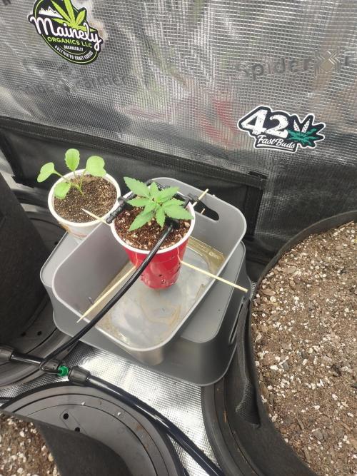 Coco Coir Training: ChocoLope Auto. Week 2