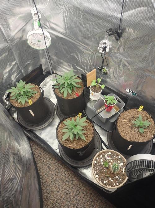 Autos In living Soil. Week 3