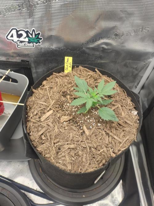 Autos In living Soil. Week 3