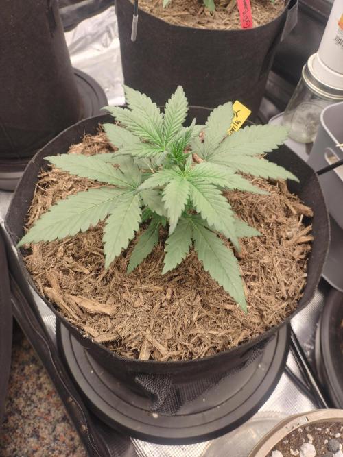 Autos In living Soil. Week 3