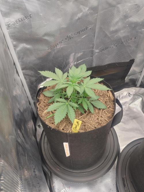 Autos In living Soil. Week 3