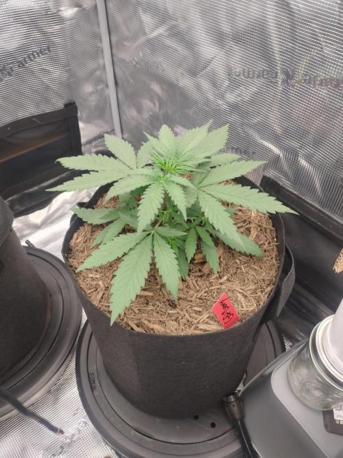 Autos In living Soil. Week 3