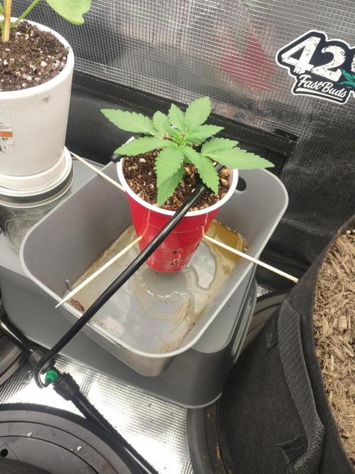 Coco Coir Training: ChocoLope Auto. Week 2 - She's trying to grow. Albeit slowly