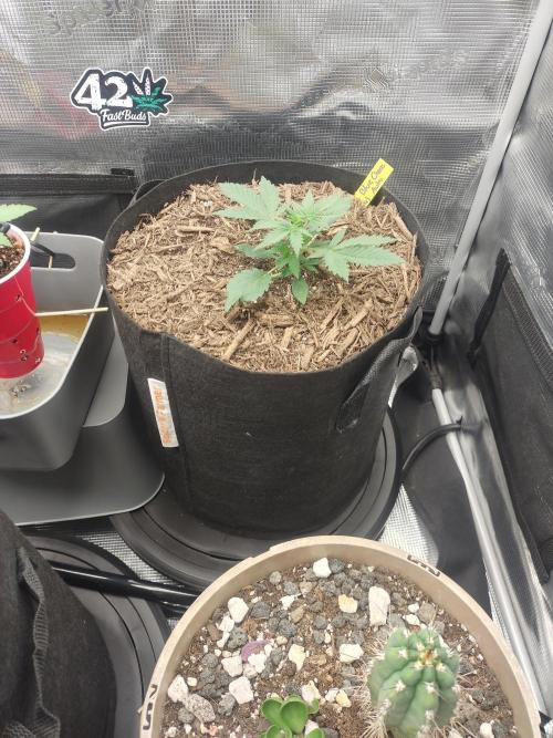 Autos In living Soil. Week 3