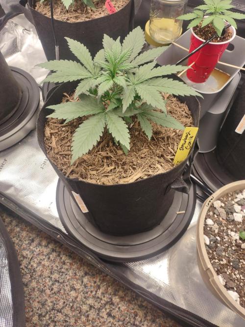 Autos In living Soil. Week 3