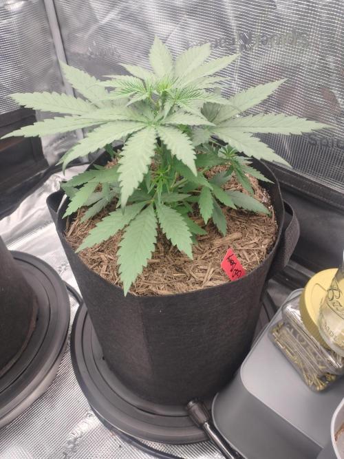 Autos In living Soil. Week 3