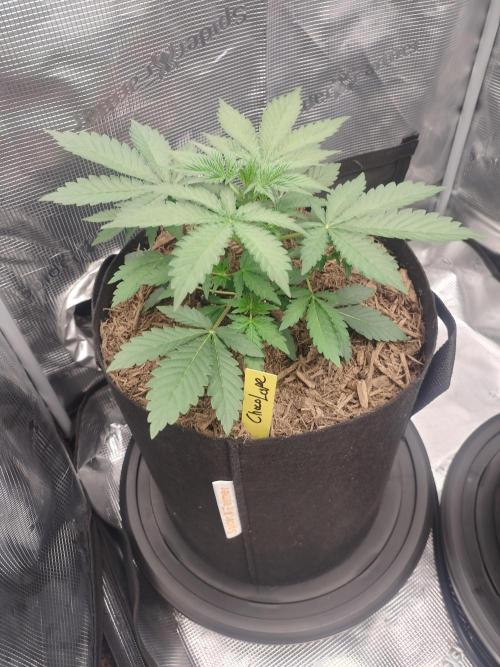 Autos In living Soil. Week 3