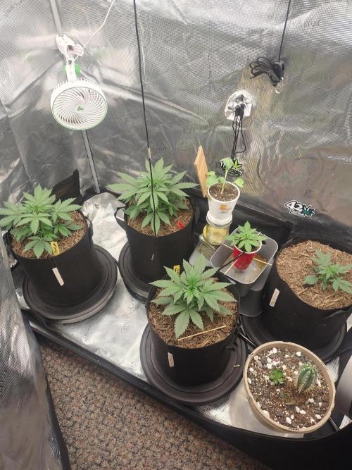 Autos In living Soil. Week 3