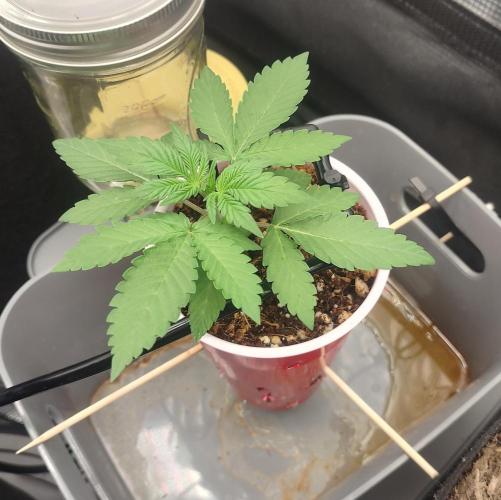 Coco Coir Training: ChocoLope Auto. Week 2