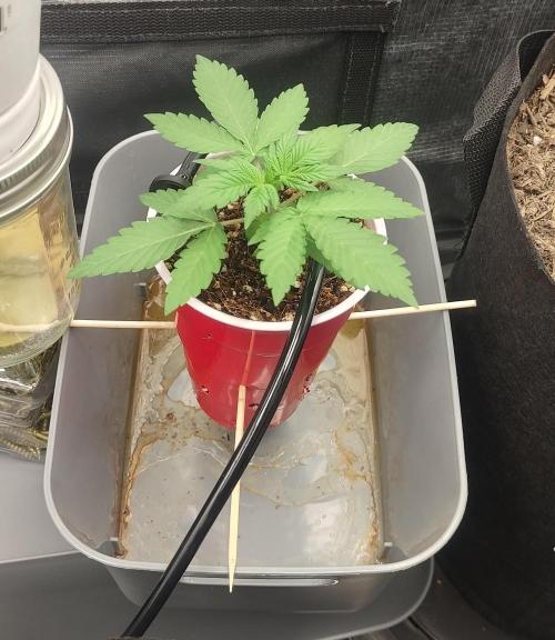 Coco Coir Training: ChocoLope Auto. Week 2