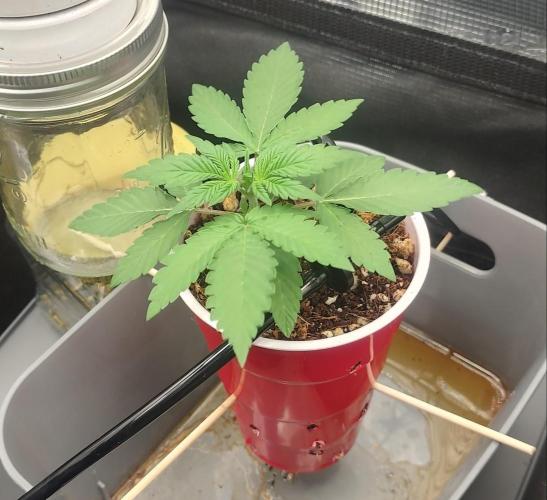 Coco Coir Training: ChocoLope Auto. Week 2