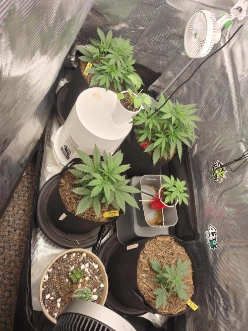 Autos In living Soil. Week 4