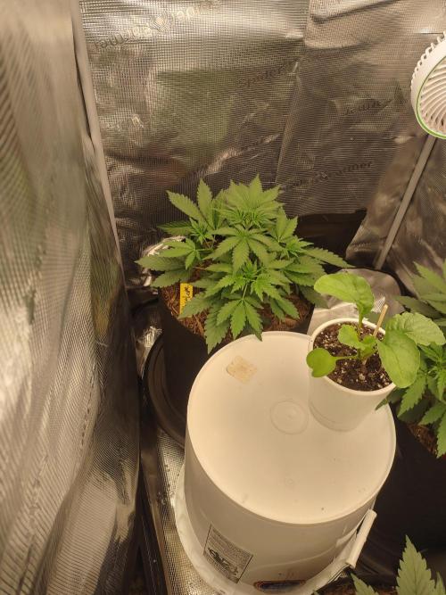 Autos In living Soil. Week 4