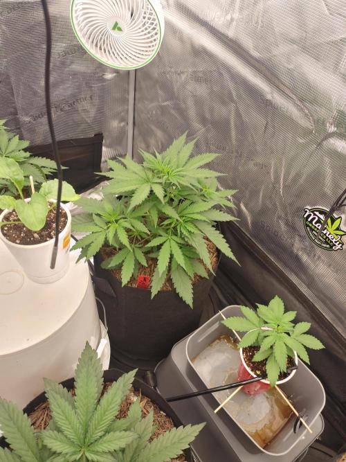 Autos In living Soil. Week 4