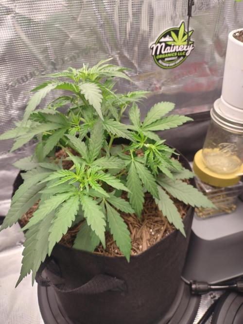 Autos In living Soil. Week 4