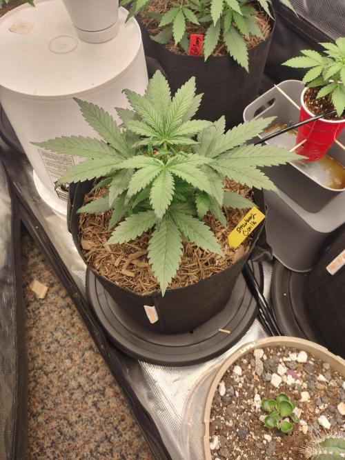 Autos In living Soil. Week 4