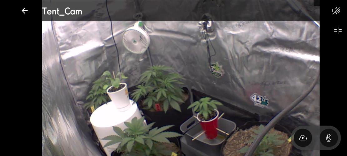 Autos In living Soil. Week 4