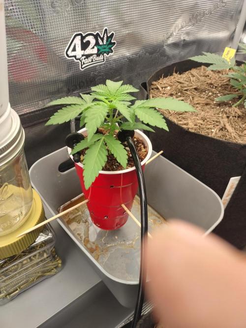 Coco Coir Training: ChocoLope Auto. Week 3