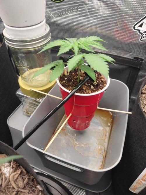 Coco Coir Training: ChocoLope Auto. Week 3