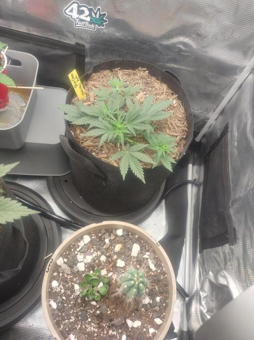 Autos In living Soil. Week 4 - 12/25
Stunted? She's still a beauty!!