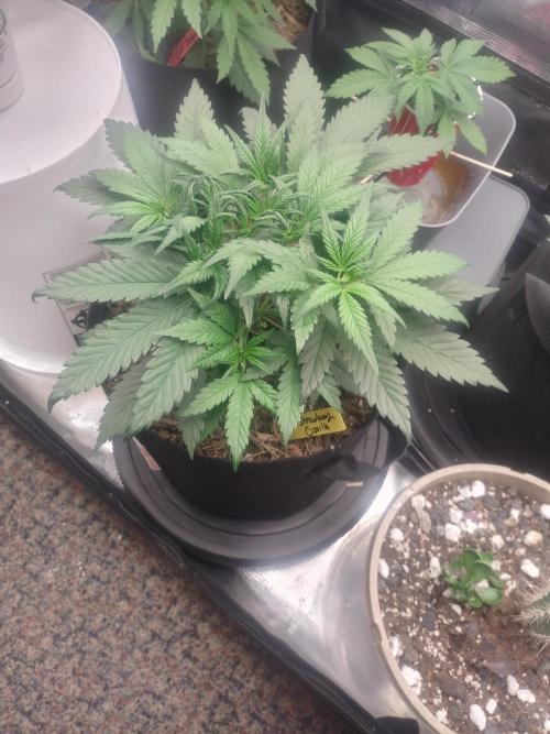 Autos In living Soil. Week 4