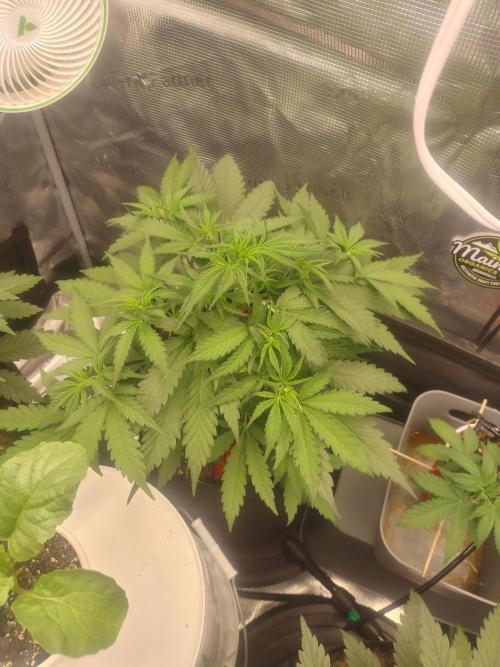 Autos In living Soil. Week 4