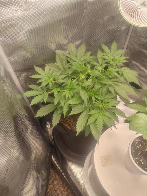 Autos In living Soil. Week 4