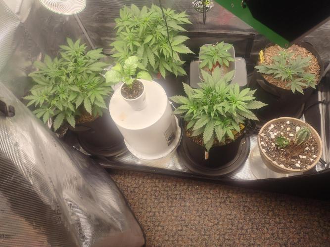 Autos In living Soil. Week 4