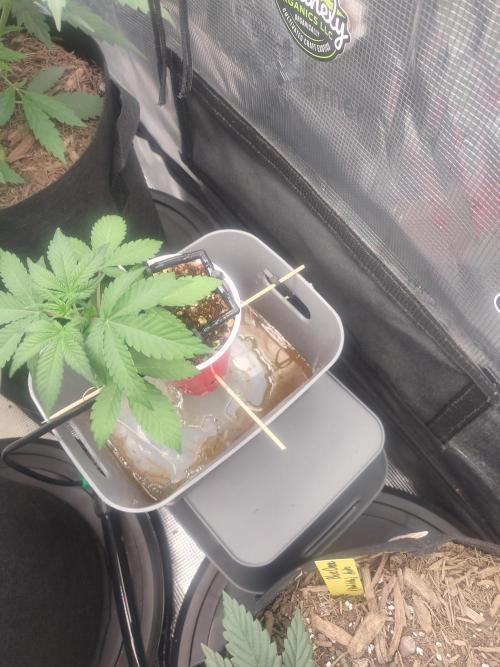 Coco Coir Training: ChocoLope Auto. Week 3