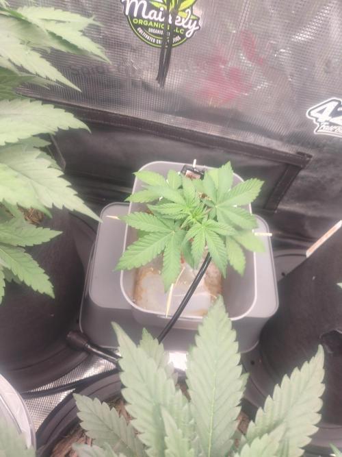Coco Coir Training: ChocoLope Auto. Week 3