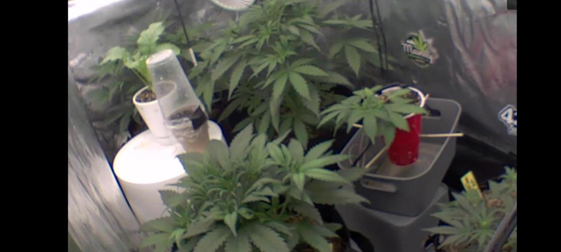 Autos In living Soil. Week 4