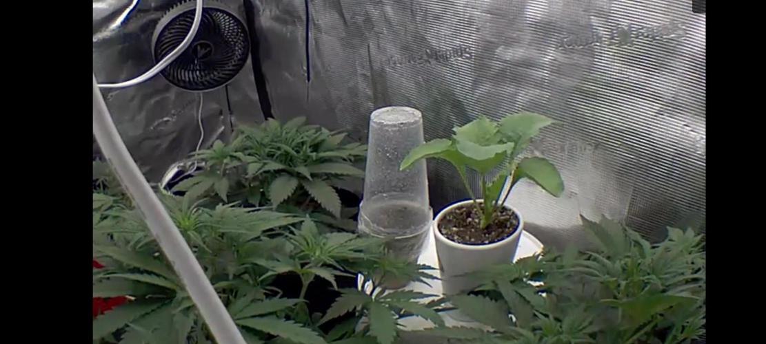 Autos In living Soil. Week 4 - Purple Basil test  Still feeding the radish my own recipe to see howit goes. 