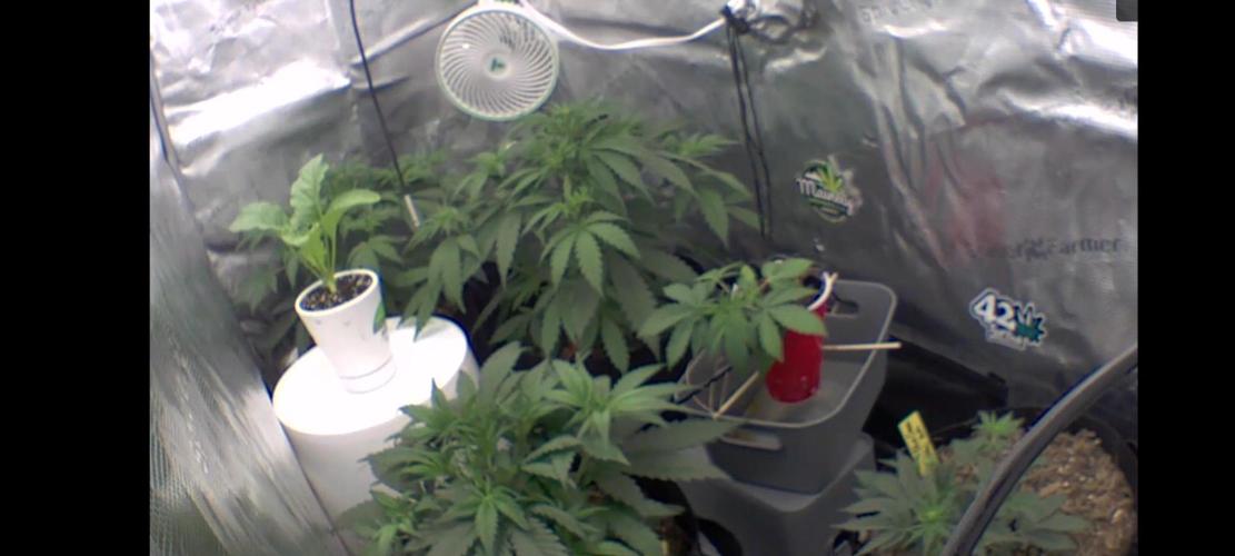 Autos In living Soil. Week 4 - Chocolope banging 32ml nutes 6x a day. floranova