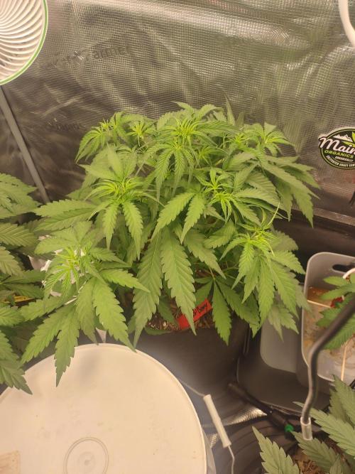 Autos In living Soil. Week 4 - Godberry auto. I'm hoping for something special here y'all.