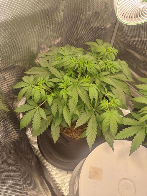 Autos In living Soil. Week 4 - Chocolope in living soil. Possibly different pheno. 