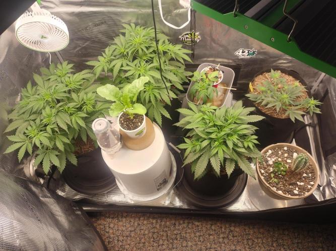 Autos In living Soil. Week 4