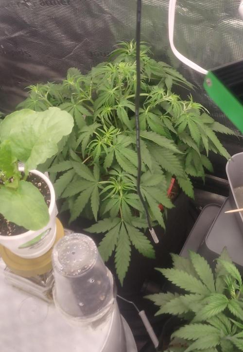 Autos In living Soil. Week 4