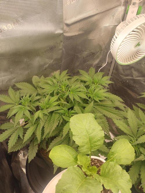 Autos In living Soil. Week 4