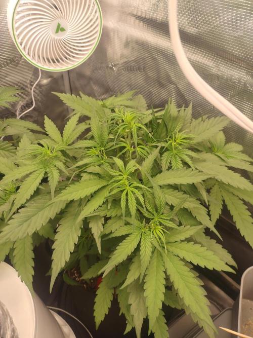 Autos In living Soil. Week 4