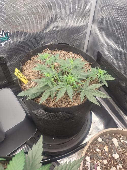 Autos In living Soil. Week 4