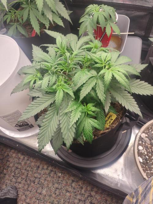 Autos In living Soil. Week 4