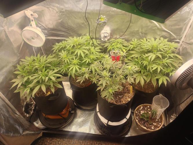 Autos In living Soil. Week 5